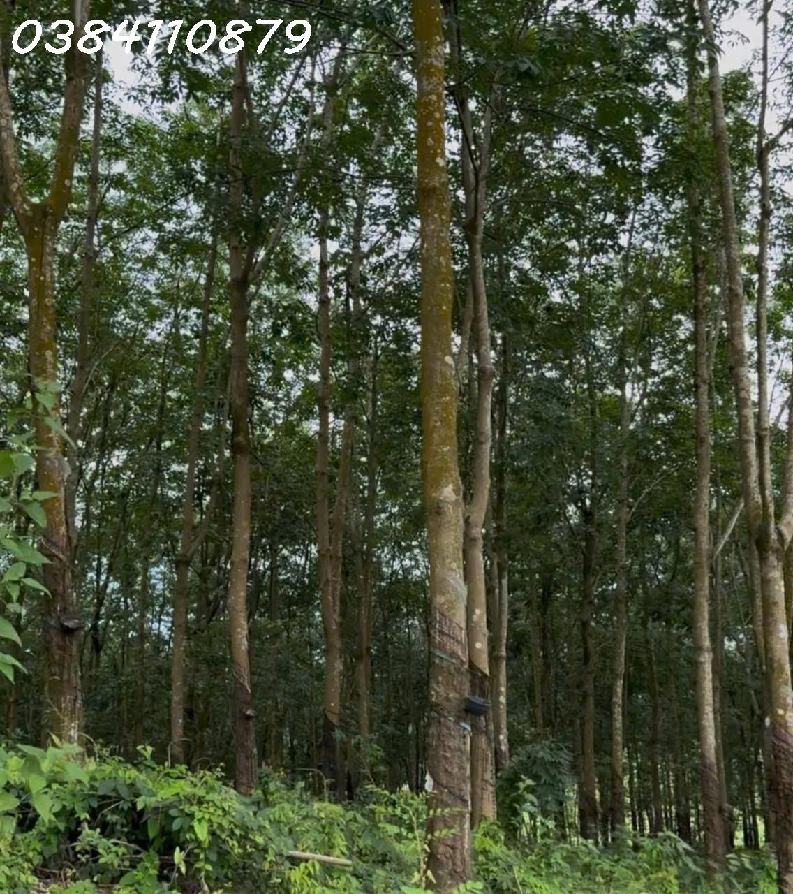 z7161313913948_1a44ec56272e08edf814ee10cad67508