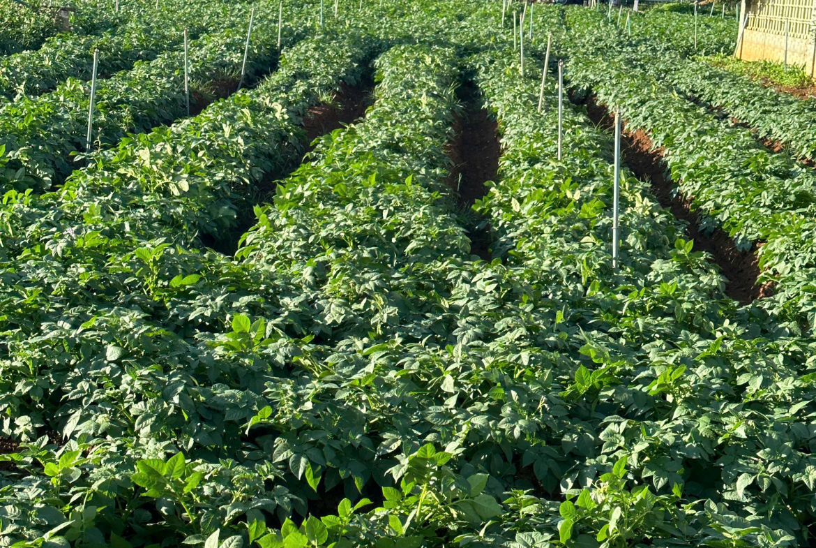 z7173694000889_25b1c7b68807e787ed34f277ae5067c4